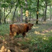 Schotse hooglander op de Maashorst